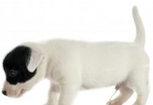 La orina de mi perro huele… ¡a pescado! pis de perro huele a pescado