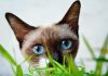 Por qué los gatos comen hierba