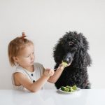¿Dietas veganasa para perros y gatos?