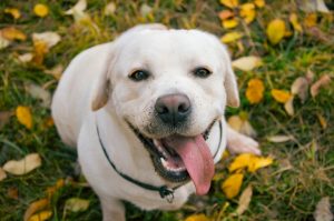 El Labrador es una raza de perro buena y noble 