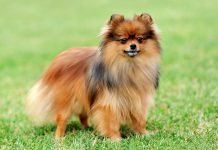 cortar pelo pomerania
