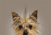 mi yorkshire pierde pelo