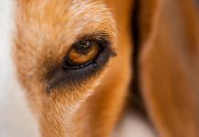 Perro con legañas blancas