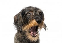 Qué hacer para que deje de ladrar Qué hacer para que deje de ladrar