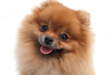 ¡No se le caen los dientes! A mi perro no se le caen los dientes