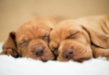 ¿Cómo saber si la perra ha amantado a los cachorros? ¿Los cachorros están comidos?