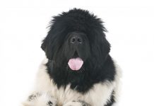 La raza más exclusiva