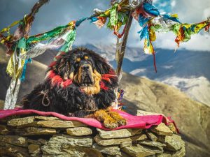El mastín tibetano es un perro muy exclusivo 