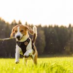 educar a un beagle