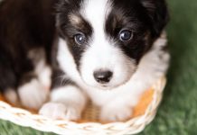 Cachorro con cataratas cachorro con cataratas