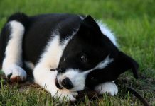 Perro de Osos de Carelia perro de oso de carelia