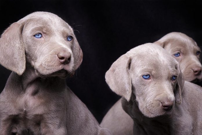 Los perros de ojos claros ven igual que todos