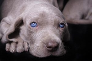 Los perros de ojos claros ven igual que todos
