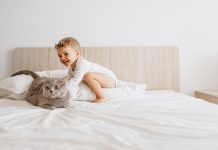 ¿Qué gato elijo para mi hijo? Razas de gatos para niños