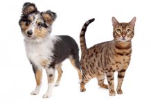 ¿Perro o gato? Quién es más inteligente Javier de Felipe, investigador del CSIC, asegura en una entrevista que “nuestro cerebro no es mejor que el de un gato o un perro”. Los argumentos que esgrime este científico para hacer esta polémica afirmación se resumen en un concepto simple: son diferentes, no mejores. Por fortuna, esa diferencia también incluye una corteza cerebral con 16.000 millones de neuronas, lo que nos da alguna ventaja sobre nuestras mascotas.