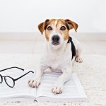 Muchos estudios señalan la inteligencia de los perros 