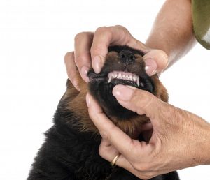 El Rottweiler es un perro perfecto solo para amos expertos 