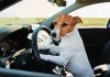 Viajar en coche con el perro