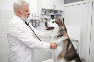 https://elements.envato.com/es/elderly-doctor-examining-malamute-with-stethoscope-EGW49AW
