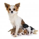 Mamas de perra lactante lastimadas e inflamadas