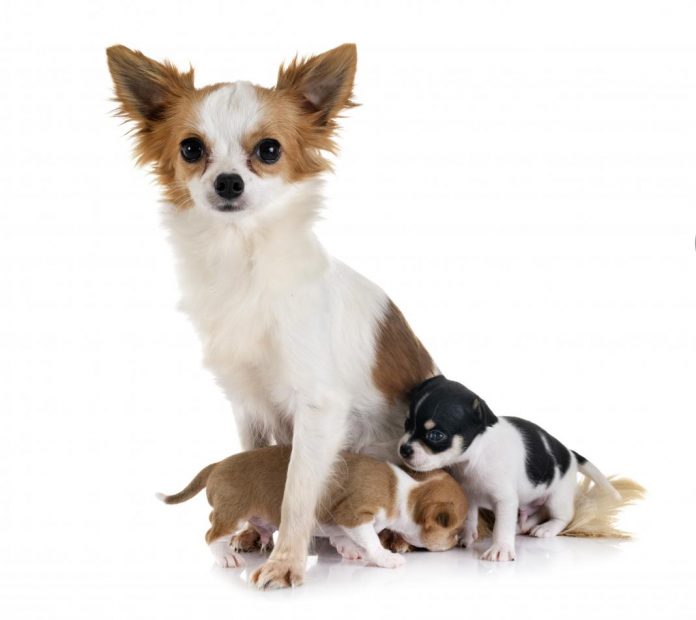 Mamas de perra lactante lastimadas e inflamadas