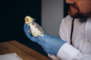 de qué enferman los pájaros
