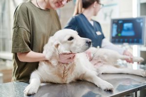 Radioterapia para perros operados