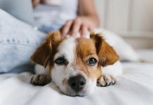ayudar a un perro sin movilidad